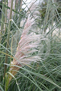 Pampas grass Cortaderia selloana Rosea opening plume photo